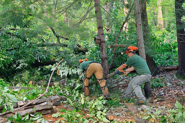 Best Local Tree Services  in Chama, NM